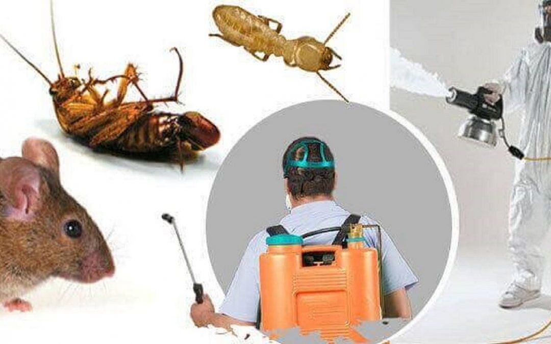 شركة القضاء على الحشرات بالرياض
