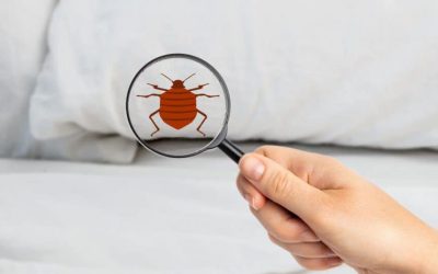 شركة مكافحة البق بالرياض